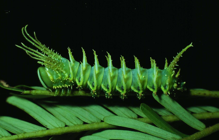 Figura 8. Larva de <i>Ptiloscola dargei</i> (Saturniidae)  vista lateral. (81-SRNP-823-DHJ3016)