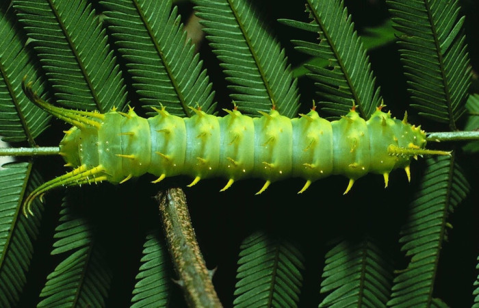 Figura 10. Larva de <i>Ptiloscola dargei</i> (Saturniidae) en último estadio vista ventral. 84-SRNP-691-DHJ7610)