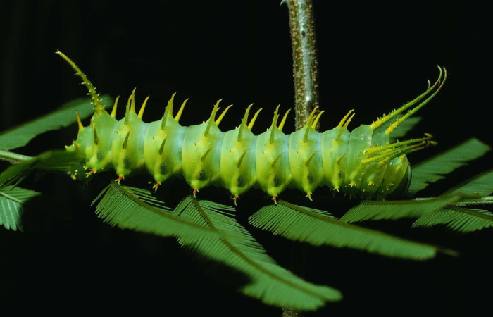 Figura 9. Larva de <i>Ptiloscola dargei</i> (Saturniidae)  vista lateral. (84-SRNP-691-DHJ7611)