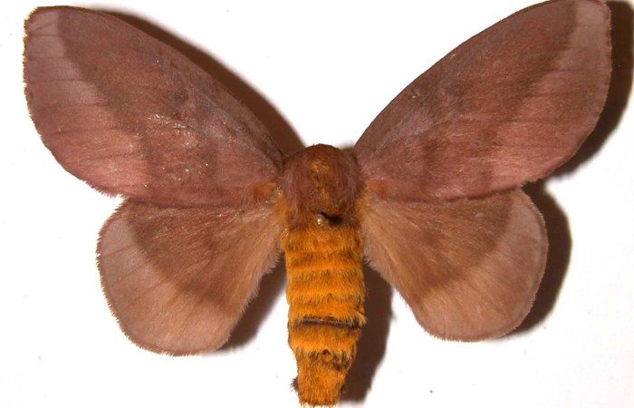 Figura 5. Adulto de <i>Ptiloscola</i> dargeiDHJ01, (Saturniidae) (hembra) vista dorsal (96-SRNP-7452-DHJ36374)