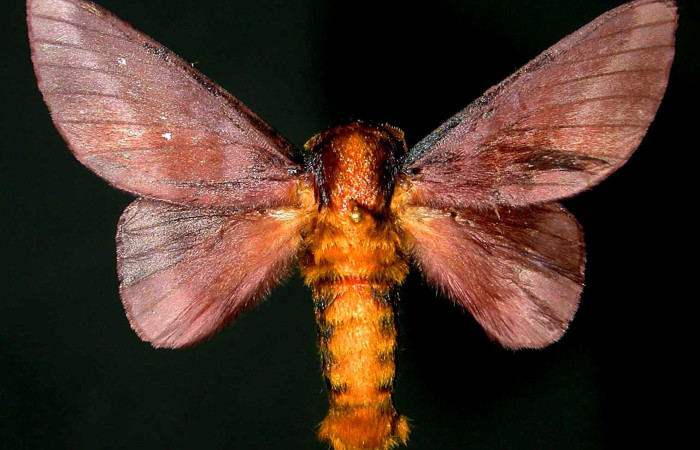 Figura 2. Adulto de <i>Ptiloscola dargei</i> (Saturniidae) (macho) vista dorsal (96-SRNP-7530-DHJ31319)