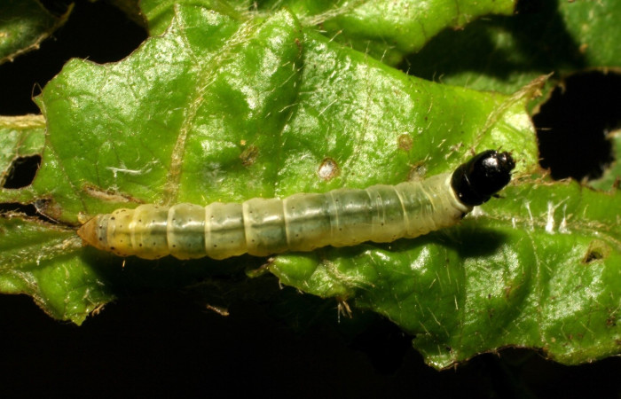 Fig. 1. Larva <i>Dichomeris</i> Janzen703, en último estadio,17 mide largo, Sector Pitilla. Planta hospedera Lepidaploa tortuosa. Voucher 07-SRNP-30701-DHJ418725.jpg