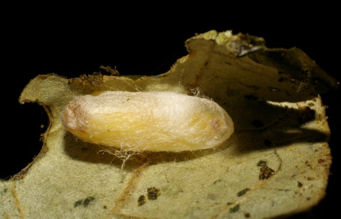 Fig 12 . Prepupa [I]Dichomeris[/I] Janzen703, capullo  Con 12 mm de longitud. En hoja doblada por la larva. Planta Lepidaploa tortuosa.  Voucher 07-SRNP-30705-DHJ418730.jpg