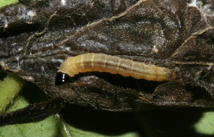 Fig 5. Larva <i>Dichomeris</i> Janzen703, en último estadio,15 mide largo, Sector Caribe. Planta hospedera Elephantopus mollis.  Voucher 09-SRNP-42761-DHJ466648.jpg