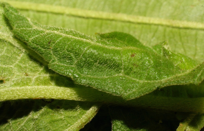 Fig. 2. Larva <i>Dichomeris</i> Janzen703, en último estadio,15 mide largo, Sector Leiva. Planta hospedera Neurolaena lobata. Voucher 10-SRNP-69432-DHJ473403.jpeg