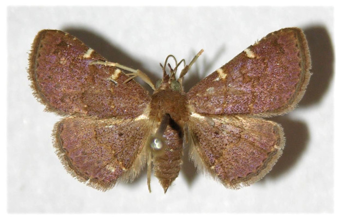 Fig 15. Adulto <i>Dichomeris santarosensis</i>, vista dorsal, 20 mmm en alas abiertas   Voucher 82-SRNP-311.1-DHJ320810