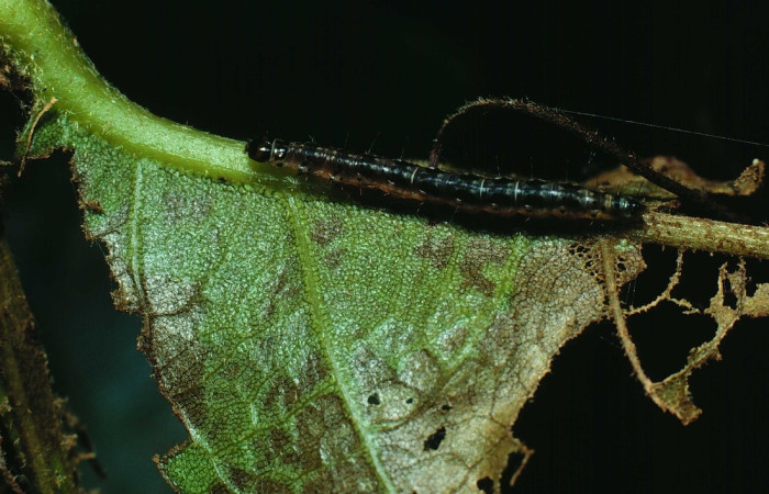 Fig 14. Larva <i>Dichomeris</i> santarosensis lateral entero, ultimo estadio, sitio Santa Rosa.   Voucher 82-SRNP-311.1-DHJ4046.jpg