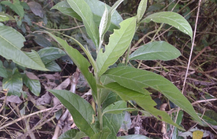 Fig. 4. Lepidaploa tortuosa familia (Asteraceae,). Planta hospeda de larva <i>Dichomeris</i> Janzen703,  creciendo en alrededores de Estación Biológica Llanura.  Foto, Cirilo Umaña, 16/07/2025.