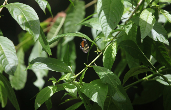 (Fig.05) Hembra de <i>Godyris caesiopicta</i> (Nymphalidae) obvipositando, Estación Pitilla, 05 Julio 2025, fotografía Calixto Moraga. Voucher: 25-SRNP-30700-DHJ789797.jpg.