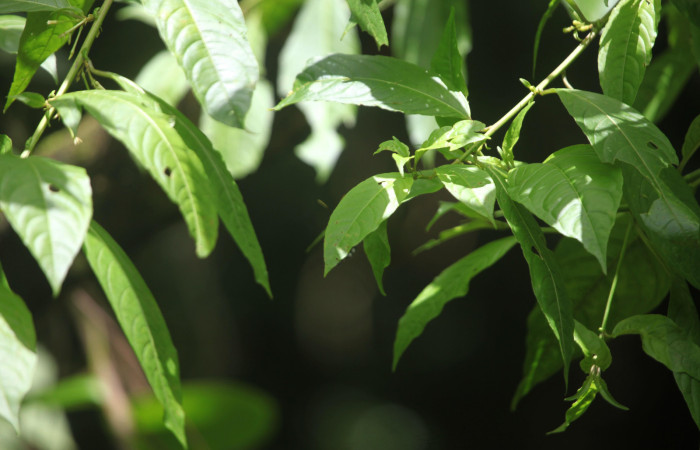 (Fig.07) Follaje de planta hospedera de <i>Godyris caesiopicta</i> (Nymphalidae), Solanaceae <i>Cestrum microcalyx</i> , Estación Pitilla, 05 Julio 2025, fotografía Calixto Moraga. Voucher: 25-SRNP-30700-DHJ789799.jpg