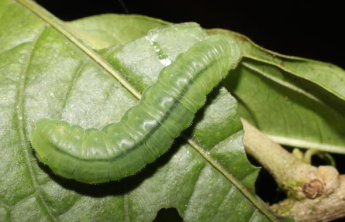 (Fig.08) Larva de <i>Godyris caesiopicta</i> (Nymphalidae) vista dorsal, 23mm de longitud, último estadío. Voucher: 22-SRNP-1273-DHJ759402.jpg.