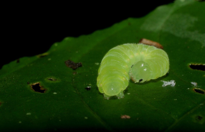 (Fig.09) Larva de <i>Godyris caesiopicta</i> (Nymphalidae) vista trasero y cabeza, 24mm de longitud, penúltimo estadío. Voucher: 09-SRNP-30079-DHJ450839.jpg.