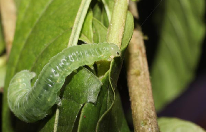 (Fig.10) Larva de <i>Godyris caesiopicta</i> (Nymphalidae) vista lateral torax, 23mm de longitud, último estadío. Voucher: 22-SRNP-1273-DHJ759404.jpg.