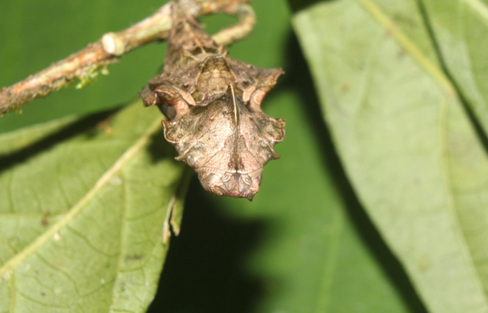 Figura 10. Pupa vista frente <i>Biblis</i> aganisaDHJ02, (Nymphalidae), Sector Pitilla, Sendero Manguera, (elevación 470 metros). Colectada 7 abril 2017. (17-SRNP-70834-DHJ737318.jpg).