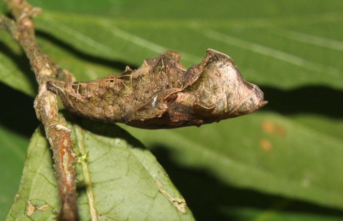 Figura 11. Pupa lateral entero <i>Biblis</i> aganisaDHJ02, (Nymphalidae), Sector Pitilla, Sendero Manguera, (elevación 470 metros). Colectada 7 abril 2017. (17-SRNP-70834-DHJ737317.jpg).