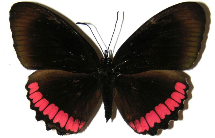 Figura 12. Adulto <i>Biblis</i> aganisaDHJ02 (Hesperiidae), posición vista dorsal. (04-SRNP-26174-DHJ309250).