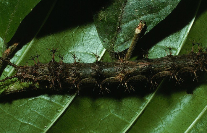 Figura 14. Dorsal entero <i>Biblis</i> aganisaDHJ01, (Nymphalidae), en la planta <i> Acidoton nicaraguensi</i> (Euphorbiaceae). Sector Del Oro, Sendero Puertas, (elevación 400 metros). Colectada 2 agosto 2003. (03-SRNP-18474-DHJ77093.jpg).
