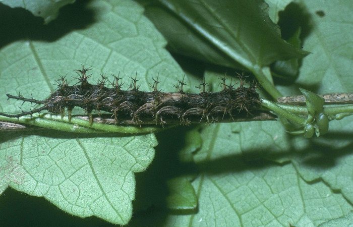 Figura 15. Lateral entero <i>Biblis</i> aganisaDHJ01, (Nymphalidae), en la planta <i> Acidoton nicaraguensi</i> (Euphorbiaceae). Sector Cacao, Gongora Bananal, (elevación 600 metros). Colectada 1 julio 2004. (04-SRNP-46915-DHJ85797.jpg).