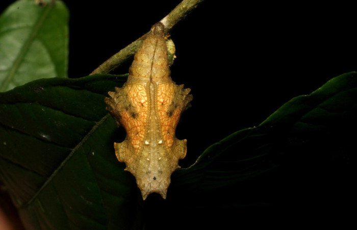 Figura 16. Pupa vista frente <i>Biblis</i> aganisaDHJ01, (Nymphalidae), Sector Pitilla, Sendero Del Oro, Sendero Puertas (elevación 400 metros). Colectada 31 mayo 2005. (05-SRNP-21800-DHJ403550.jpg).