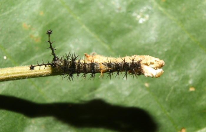 Figura 1. Dorsal entero <i>Biblis</i> aganisaDHJ02, (Nymphalidae), en la planta <i> Acidoton nicaraguensi</i> (Euphorbiaceae). Sector Pitilla, Sendero Manguera, (elevación 470 metros). Colectada 7 abril 2017. (17-SRNP-70834-DHJ737290.jpg).