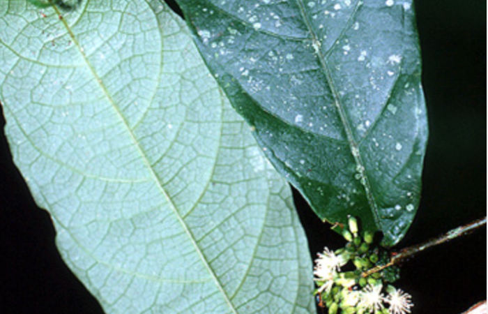 Figura 20. Hojas y flores <i>Acidoton nicaraguensi</i>, (Euphorbiaceae), de <i>Biblis aganisaDHJ02</i>, (Nymphalidae).