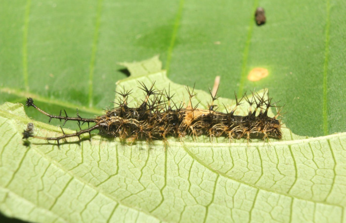 Figura 2. Lateral entero <i>Biblis</i> aganisaDHJ02, (Nymphalidae), en la planta <i> Acidoton nicaraguensi</i> (Euphorbiaceae). Sector Pitilla, Sendero Manguera, (elevación 470 metros). Colectada 7 abril 2017. (17-SRNP-70834-DHJ737294.jpg).