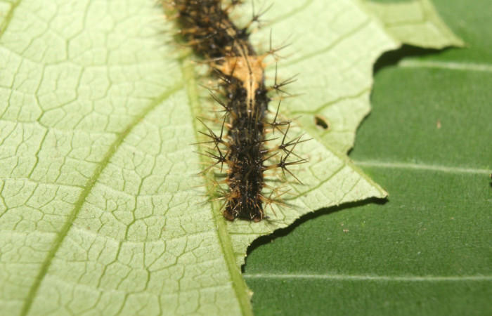 Figura 5. Parte posterior <i>Biblis</i> aganisaDHJ02, (Nymphalidae), en la planta <i> Acidoton nicaraguensi</i> (Euphorbiaceae). Sector Pitilla, Sendero Manguera, (elevación 470 metros). Colectada 7 abril 2017. (17-SRNP-70834-DHJ737296.jpg).
