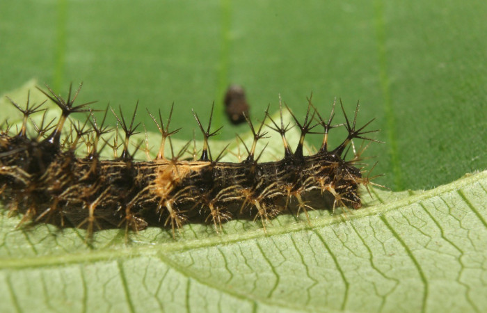 Figura 6. Lateral central <i>Biblis</i> aganisaDHJ02, (Nymphalidae), en la planta <i> Acidoton nicaraguensi</i> (Euphorbiaceae). Sector Pitilla, Sendero Manguera, (elevación 470 metros). Colectada 7 abril 2017. (17-SRNP-70834-DHJ737298.jpg).