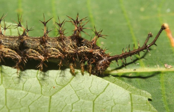 Figura 8. Lateral thorax <i>Biblis</i> aganisaDHJ02, (Nymphalidae), en la planta <i> Acidoton nicaraguensi</i> (Euphorbiaceae). Sector Pitilla, Sendero Manguera, (elevación 470 metros). Colectada 7 abril 2017. (17-SRNP-70834-DHJ737305.jpg).