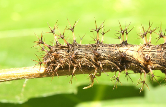 Figura 9. Lateral parte posterior <i>Biblis</i> aganisaDHJ02, (Nymphalidae), en la planta <i> Acidoton nicaraguensi</i> (Euphorbiaceae). Sector Pitilla, Sendero Manguera, (elevación 470 metros). Colectada 7 abril 2017. (17-SRNP-70834-DHJ737302.jpg).