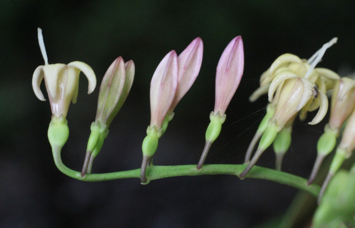 Figura. 10 Botones florales, <i>Chiococca alba</i>, (Rubiaceae). Area de Conservación Guanacaste, Sector Rincón  Rain Forest, Estación Leiva selva. Cafecito (elevación 455 metros), colectada el 20 de Junio  2025. Foto, Jorge Hernández.
