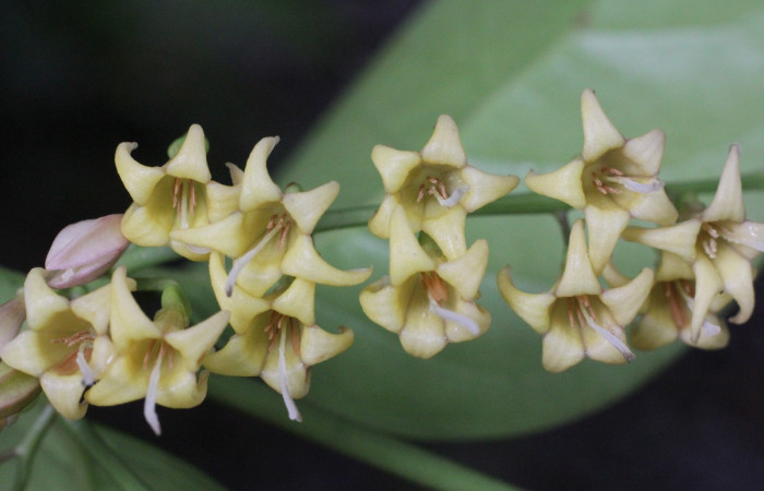 Figura. 11 Flores de frente, <i>Chiococca alba</i>, (Rubiaceae). Area de Conservación Guanacaste, Sector Rincón  Rain Forest, Estación Leiva selva. Cafecito (elevación 455 metros), colectada el 20 de Junio 2025. Foto, Jorge Hernández.