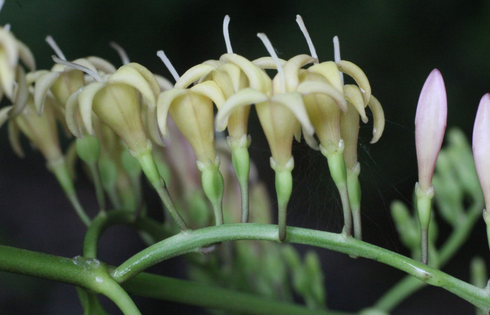 Figura. 12 Flores laterales, <i>Chiococca alba</i>, (Rubiaceae). Area de Conservación Guanacaste, Sector Rincón  Rain Forest, Estación Leiva selva. Cafecito (elevación 455 metros), colectada el 20 de Junio. Foto, Jorge Hernández.