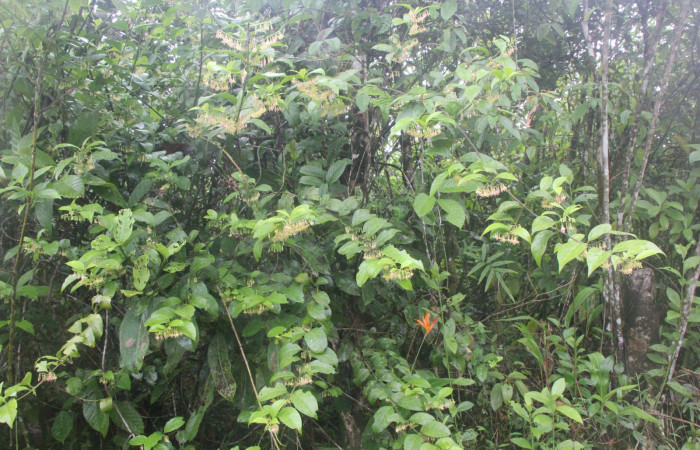 Figura. 1 Habitad, <i>Chiococca alba</i>, (Rubiaceae). Area de Conservación Guanacaste, Sector Rincón  Rain Forest, Estación Leiva selva. Cafecito (elevación 455 metros), colectada el 20 de Junio  2025. Foto, Jorge Hernández.