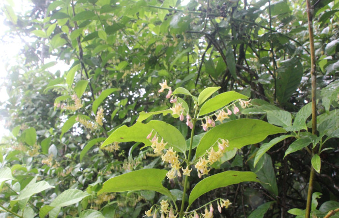 Figura. 2 Habitad, <i>Chiococca alba</i>, (Rubiaceae). Area de Conservación Guanacaste, Sector Rincón  Rain Forest, Estación Leiva selva. Cafecito (elevación 455 metros), colectada el 20 de Junio  2025. Foto, Jorge Hernández.