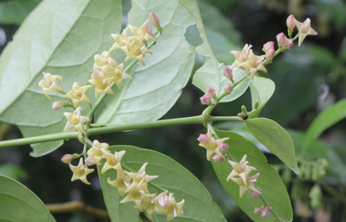 Figura. 3 Posición hojas y flores, <i>Chiococca alba</i>, (Rubiaceae). Area de Conservación Guanacaste, Sector Rincón  Rain Forest, Estación Leiva selva. Cafecito (elevación 455 metros), colectada el 20 de Junio  2025. Foto, Jorge Hernández.