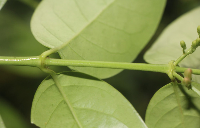 Figura. 4 Posición de hojas, <i>Chiococca alba</i>, (Rubiaceae). Area de Conservación Guanacaste, Sector Rincón  Rain Forest, Estación Leiva selva. Cafecito (elevación 455 metros), colectada el 20 de Junio  2025. Foto, Jorge Hernández.