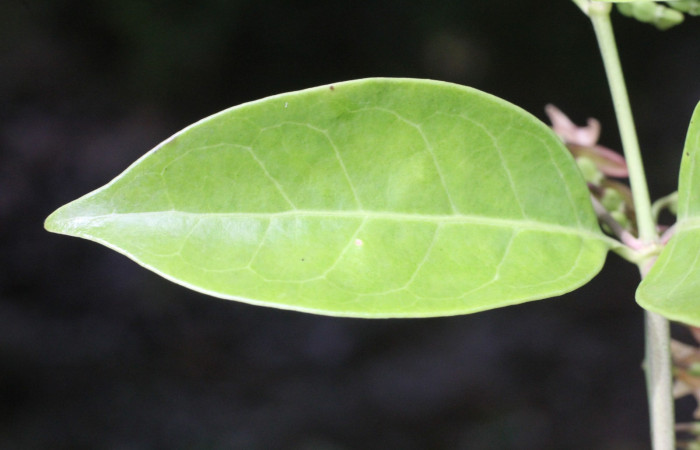 Figura. 5 Haz, <i>Chiococca alba</i>, (Rubiaceae). Area de Conservación Guanacaste, Sector Rincón  Rain Forest, Estación Leiva selva. Cafecito (elevación 455 metros), colectada el 20 de Junio  2025. Foto, Jorge Hernández.