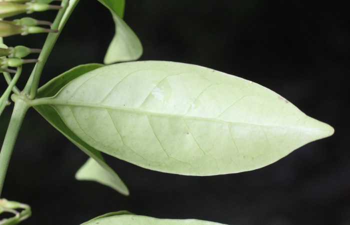 Figura. 6 envés, <i>Chiococca alba</i>, (Rubiaceae). Area de Conservación Guanacaste, Sector Rincón  Rain Forest, Estación Leiva selva. Cafecito (elevación 455 metros), colectada el 20 de Junio  2025. Foto, Jorge Hernández.