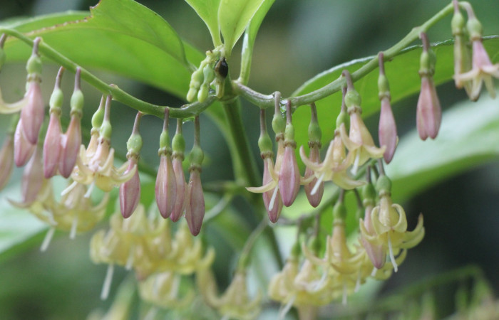 Figura. 7 inflorescencia, <i>Chiococca alba</i>, (Rubiaceae). Area de Conservación Guanacaste, Sector Rincón  Rain Forest, Estación Leiva selva. Cafecito (elevación 455 metros), colectada el 20 de Junio 2025. Foto, Jorge Hernández.