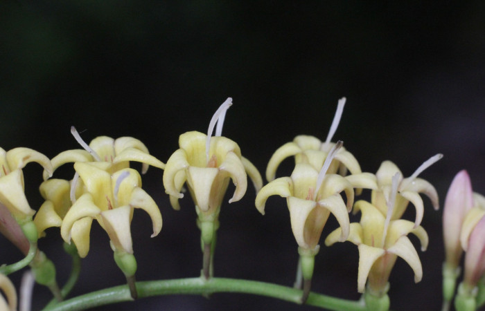 Figura. 8 Flores laterales, <i>Chiococca alba</i>, (Rubiaceae). Area de Conservación Guanacaste, Sector Rincón  Rain Forest, Estación Leiva selva. Cafecito (elevación 455 metros), colectada el 20 de Junio  2025. Foto, Jorge Hernández.