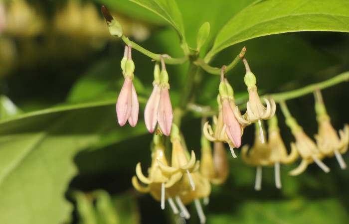 Figura. 9 Botones florales, <i>Chiococca alba</i>, (Rubiaceae). Area de Conservación Guanacaste, Sector Rincón  Rain Forest, Estación Leiva selva. Cafecito (elevación 455 metros), colectada el 20 de Junio  2025. Foto, Jorge Hernández.