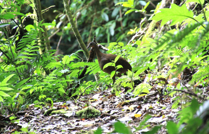 Fig. 2 Highland Tinamou <i>Nothocercus bonapartei</i> (Tinamidae) Sendero Derrumbe Estación Biológica Cacao 1200m. 16 de julio 2025 Fotografía. Roster Moraga