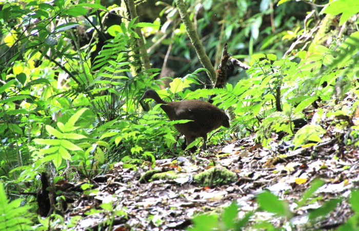 Fig. 3 Highland <i>Tinamou Nothocercus bonapartei</i> (Tinamidae) Sendero Derrumbe Estación Biológica Cacao 1200m. 16 de julio 2025 Fotografía. Roster Moraga
