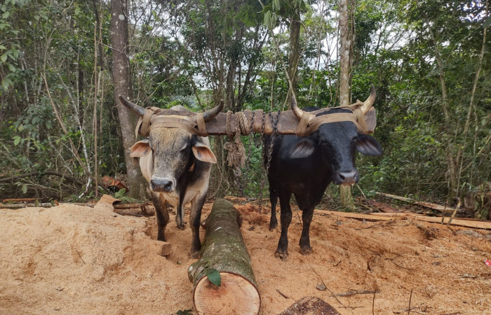 1 de agosto 2025, foto: Brigada de Control y Aprovechamiento Forestal (BCAF.PSA)