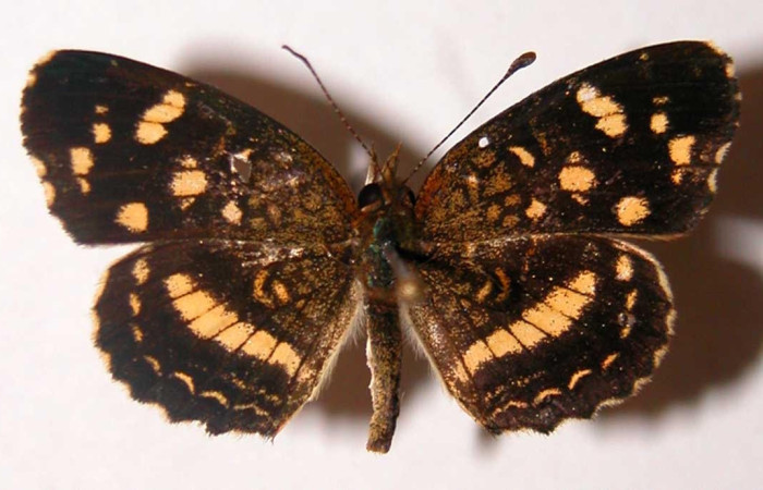 Figura 10. Adulto <i>Anthanassa tulcis</i> (Nymphalidae), macho posición ventral. Área de Conservación Guanacaste, Sector Santa Rosa. 02-SRNP-32251-DHJ34772.