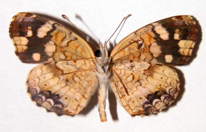 Figura 11. Adulto <i>Anthanassa tulcis</i> (Nymphalidae), macho posición dorsal. Área de Conservación Guanacaste, Sector Santa Rosa. 02-SRNP-32251-DHJ34773.