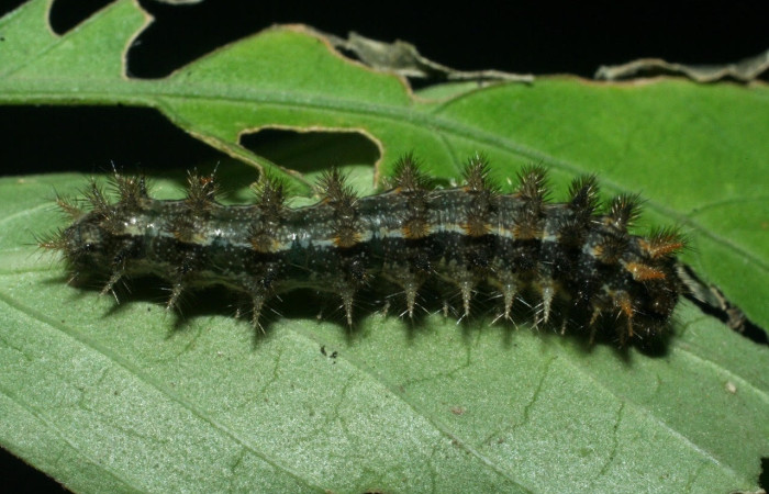 Figura 3. Larva de <i>Anthanassa tulcis</i> (Nymphalidae), en último estadío, en la hoja de <i>Justicia carthagenensis</i> (Acanthaceae). vista dorsal. Voucher: 09-SRNP-15070-DHJ463772.jpg.