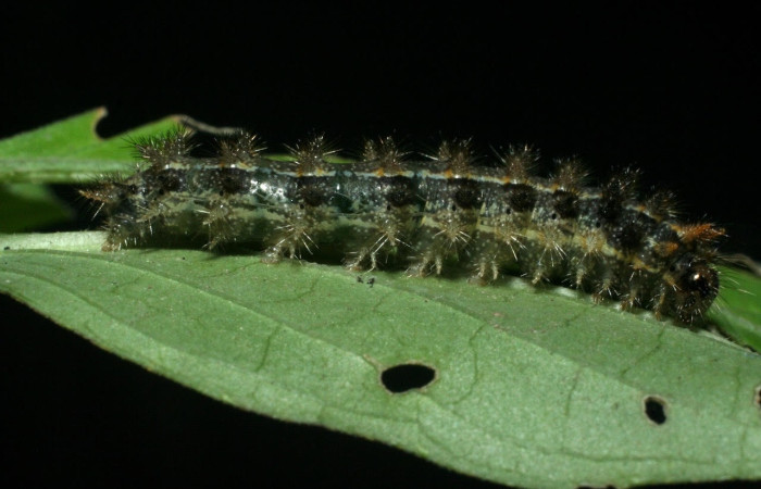 Figura 4. Larva de <i>Anthanassa tulcis</i> (Nymphalidae), en último estadío, en la hoja de <i>Justicia carthagenensis</i> (Acanthaceae). vista lateral. Voucher: 09-SRNP-15070-DHJ463773.jpg.