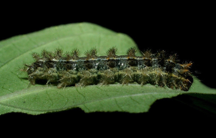 Figura 12. Larva de <i>Anthanassa frisia</i> (Nymphalidae), en último estadío, en la hoja de Justicia carthagenensis (Acanthaceae). vista lateral. Voucher: 09-SRNP-15110-DHJ463787.jpg.